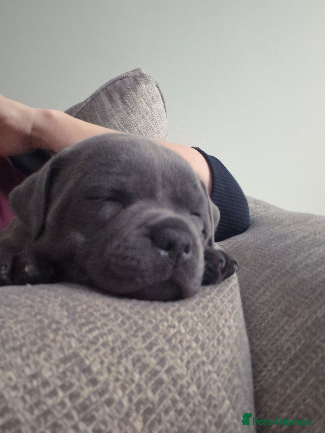 Staffordshire Bull Terrier dogs for sale: Blue Staffordshire Bull Terrier Puppies in Street - Image 2