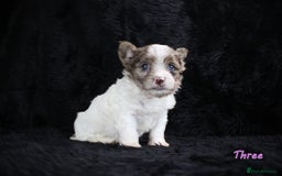 Yorkshire Terrier dogs for sale: Stunning Biro & Merle Yorkie Girls – Ready Nov 25 - Advert 12