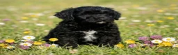 Goldendoodle dogs for sale: Beautiful miniature F1 Goldendoodle - Advert 2