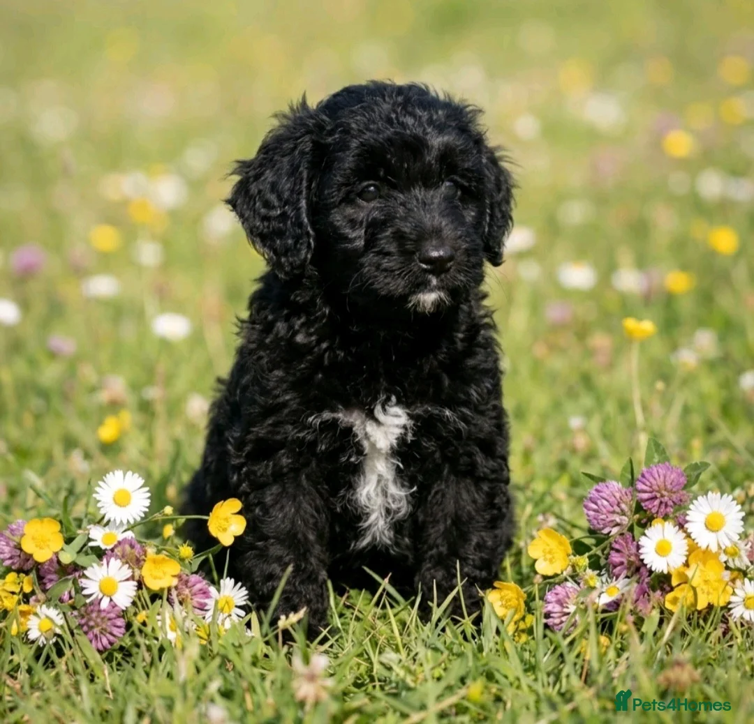Goldendoodle dogs for sale: Beautiful miniature F1 Goldendoodle - Advert 2