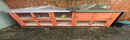 Guinea Pig rodents for sale: 2x female guinea pigs  in Lancing - Advert 2