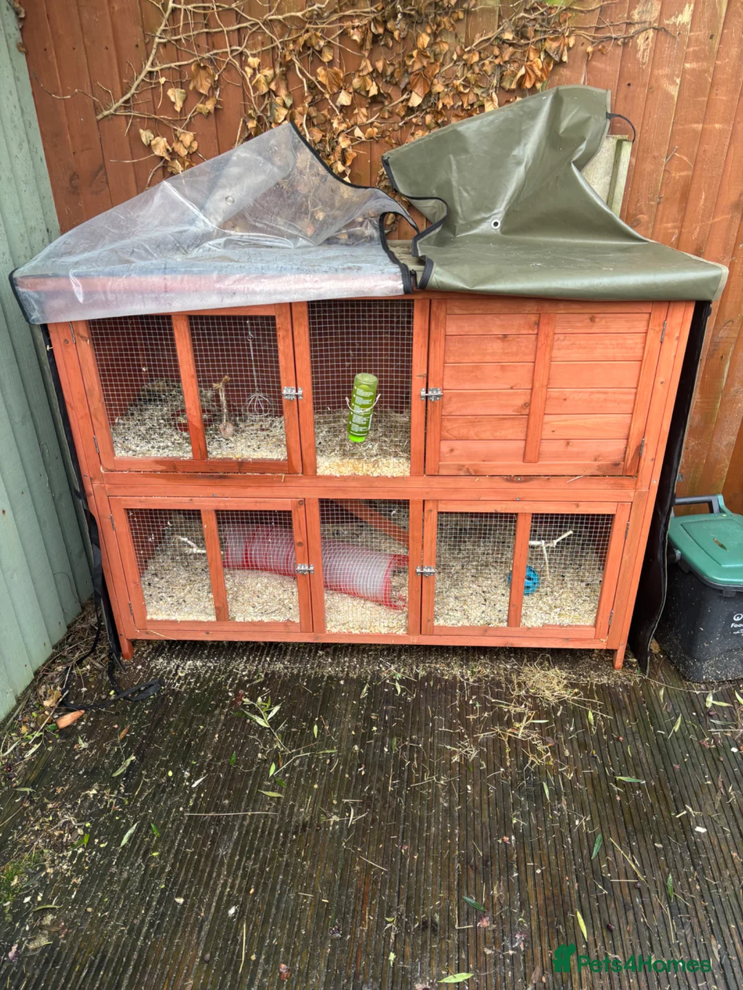 Guinea Pig rodents for sale: 2x female guinea pigs  in Lancing - Advert 2