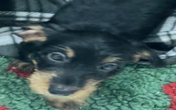 Dachshund dogs for sale: Dachshund - Miniatures wires  - Image 5