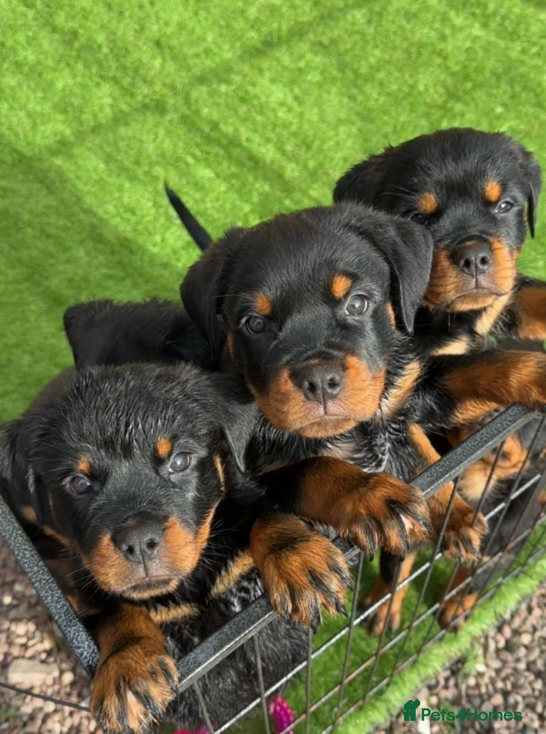 Rottweiler dogs for sale: Exceptional KC Registered Ch bloodline Rottie pups - Advert 2