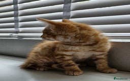 Maine Coon cats for sale: Kittens - Image 2