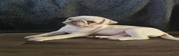 Pug dogs for sale: Kc registered Pug puppies  - Advert 4