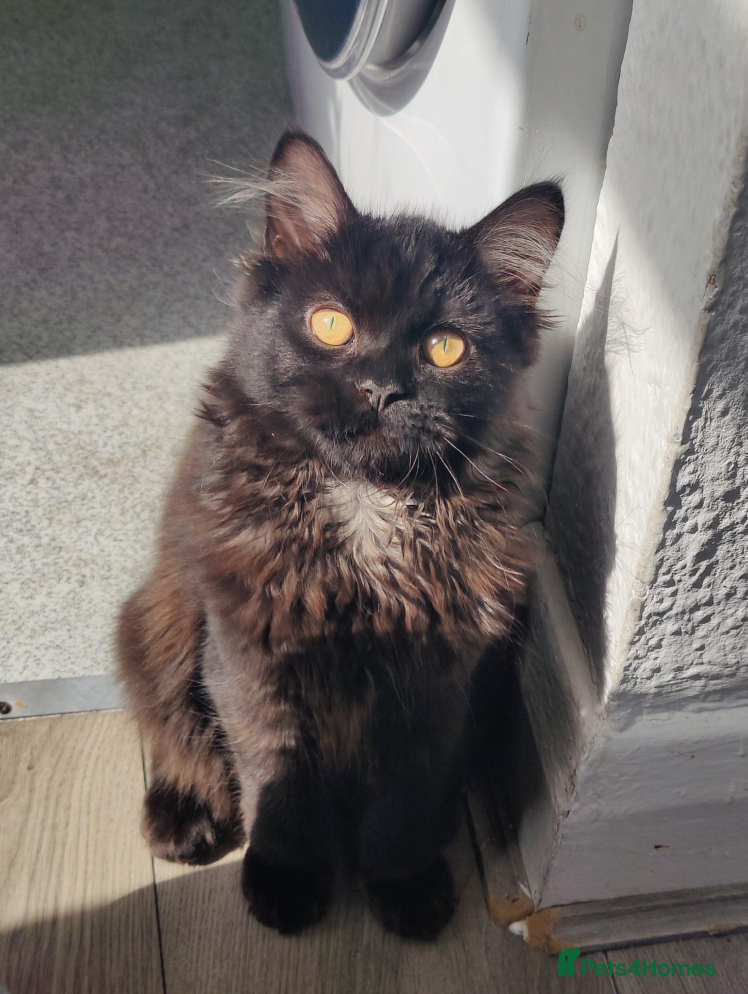 Mixed Breed cats Last chocolate Persian kitten reduced - Advert 1