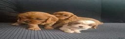 Cavalier King Charles Spaniel dogs for sale: Stunning cavalier king charles puppies - Advert 2