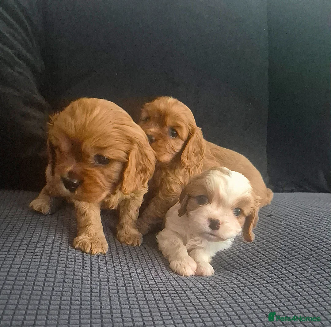 Cavalier King Charles Spaniel dogs for sale: Stunning cavalier king charles puppies - Advert 2