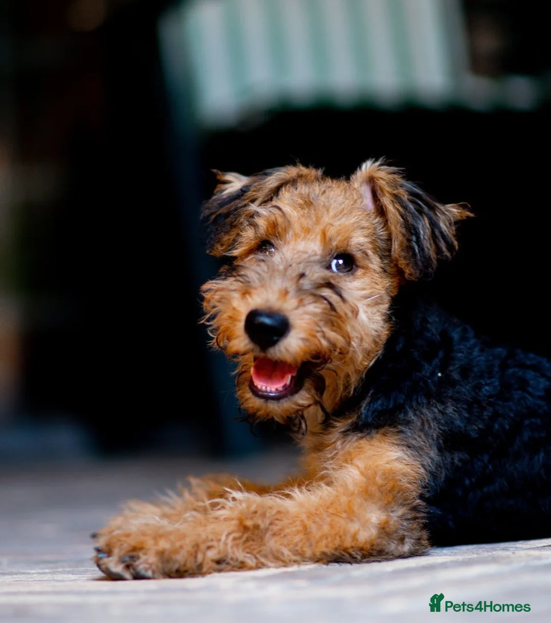 Mixed Breed dogs for sale: Airedale terrier mongrels in Manchester - Advert 4