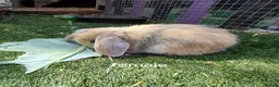 French Lop rabbits for sale: Vaccinated french lop babies  - Advert 7