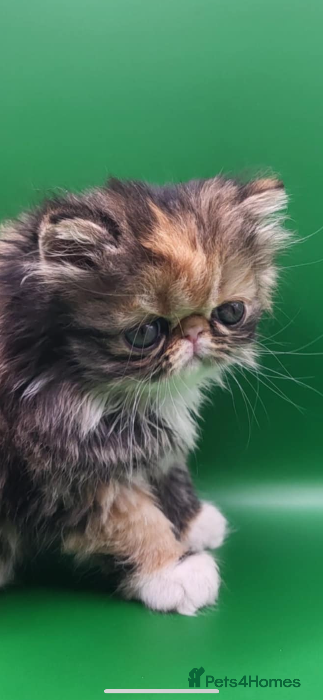 Exotic cats for sale: Exotic kittens  - Advert 4