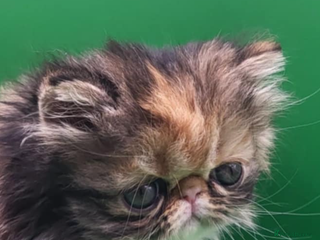 Exotic cats Exotic kittens - Advert 5