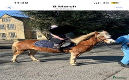 Welsh Section A horses for sale: Chestnut Welsh A  - Advert 3