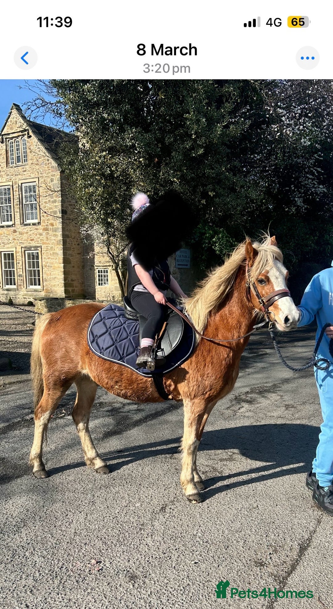 Welsh Section A horses for sale: Chestnut Welsh A  - Advert 3