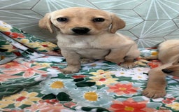 Labrador Retriever dogs for sale: Labrador puppy’s  - Image 6