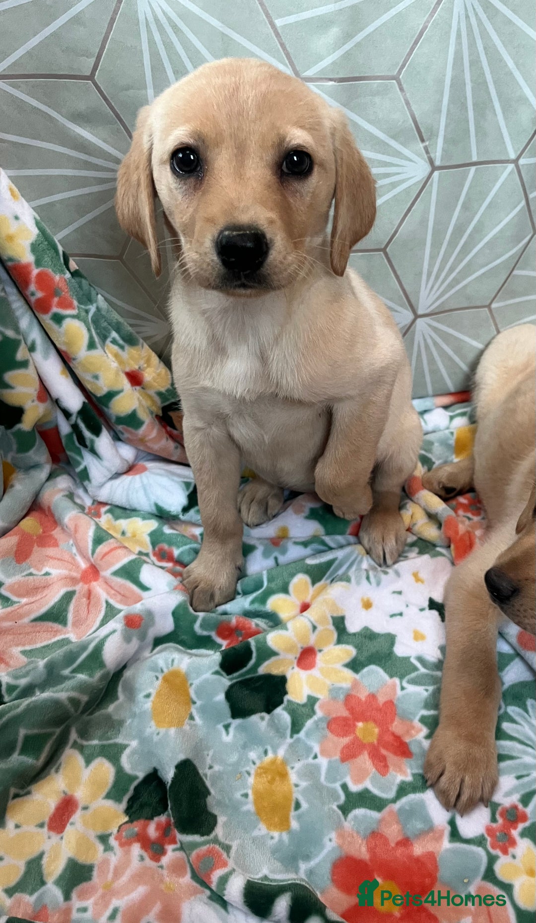 Labrador Retriever dogs for sale: Labrador puppy’s  - Image 6