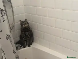 Mixed Breed cats Biscoff and greyson in Southampton - Advert 1