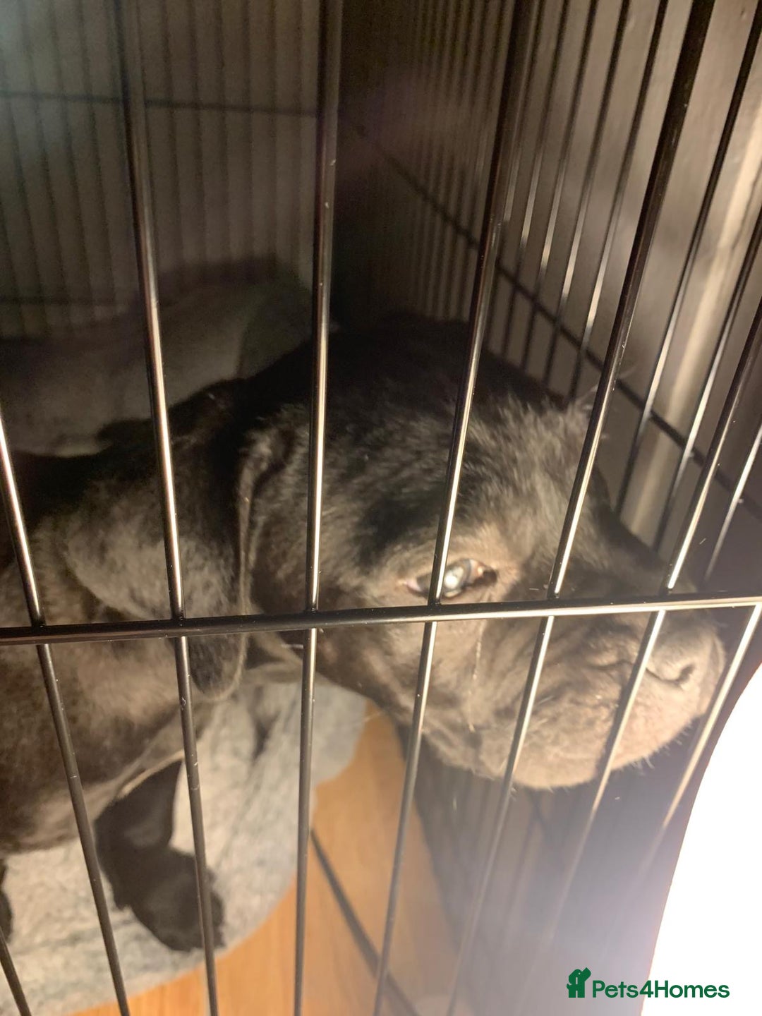 Cane Corso dogs for sale: Cane corso - Advert 3