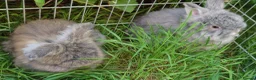 Angora rabbits for sale: Tame Angora Rabbits - Advert 5