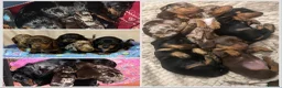 Miniature Dachshund dogs for sale: KC Registered Miniature Dachshund Puppies in Wolverhampton - Advert 7