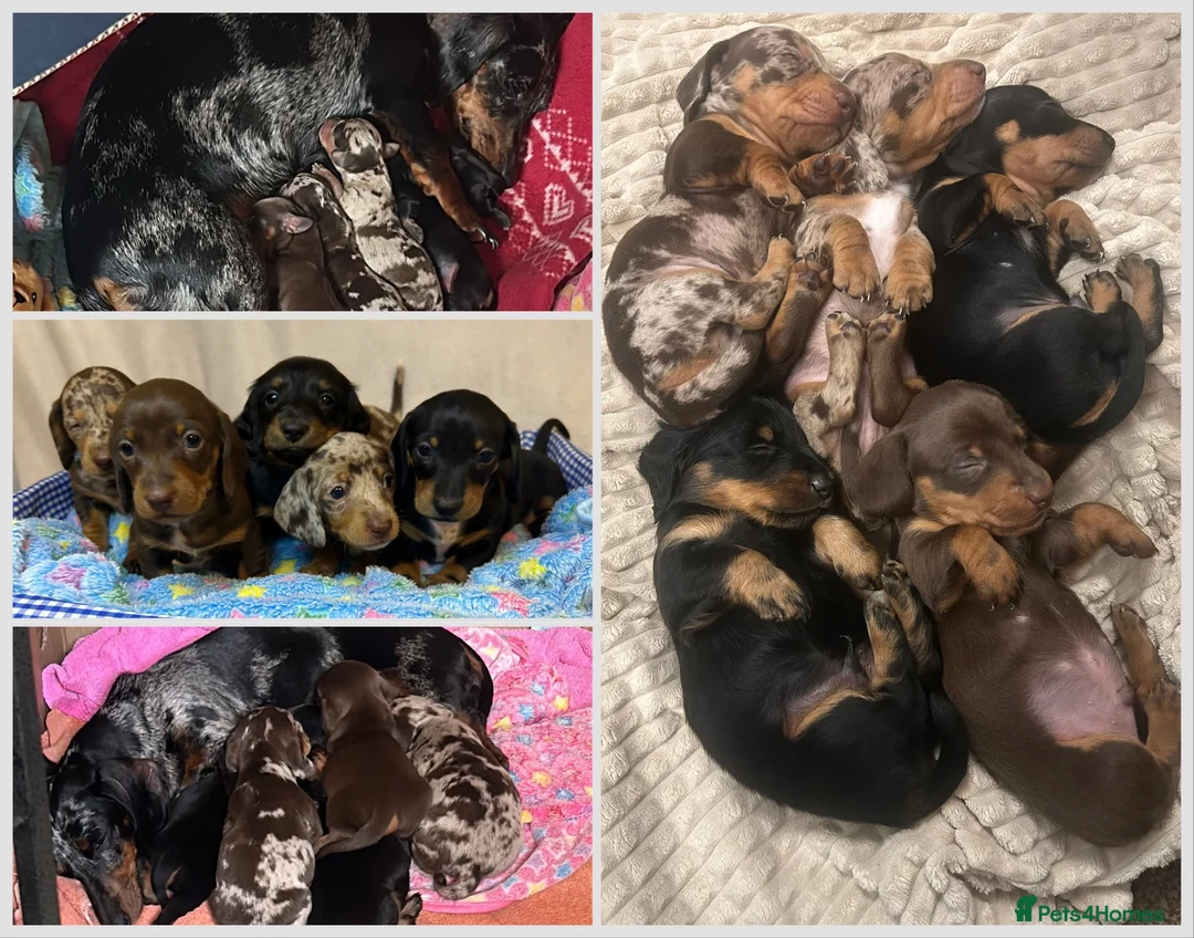 Miniature Dachshund dogs for sale: KC Registered Miniature Dachshund Puppies in Wolverhampton - Advert 7