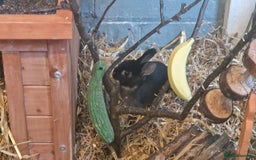 Rex rabbits for sale: Mini rex rabbits - Image 3