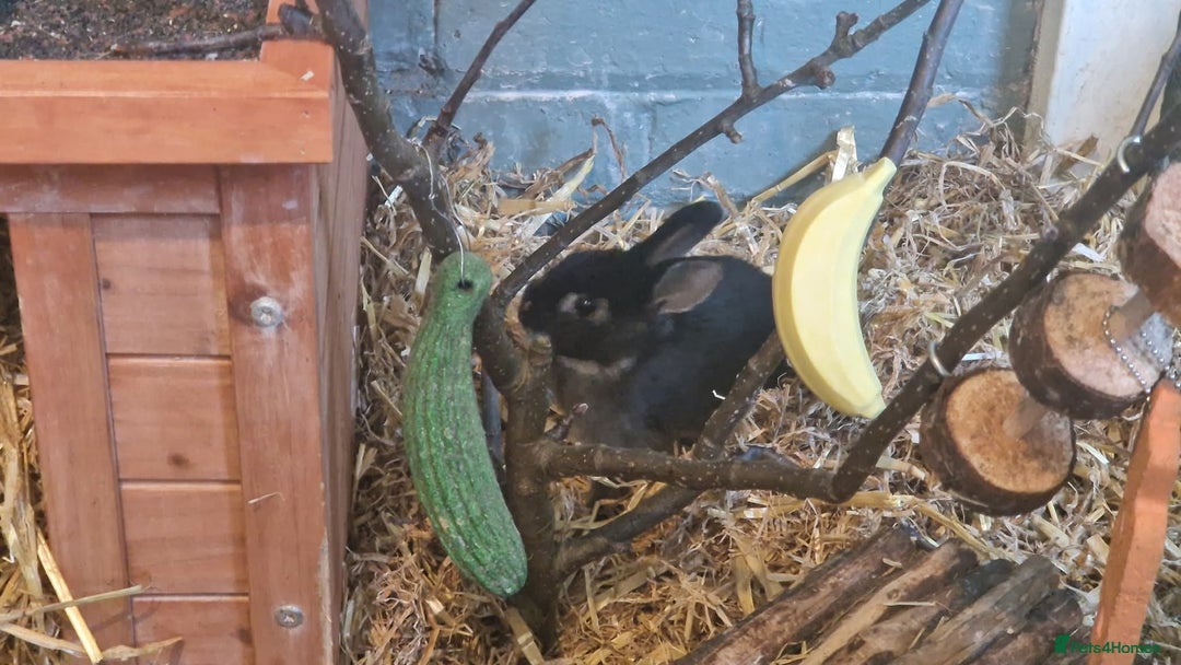 Rex rabbits for sale: Mini rex rabbits - Image 3