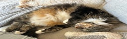 British Longhair cats for sale: Incredibly Beautiful British Longhair Male Cat - Advert 4