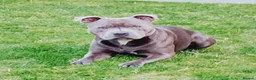 Staffordshire Bull Terrier dogs for stud: Trigger  in Wigan - Advert 4