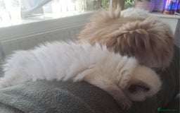 Ragdoll cats for sale: Ragdoll Kitten Ready for a Loving Home - Image 5
