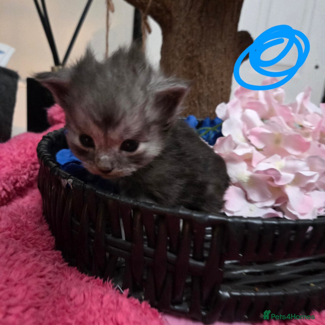 Maine Coon cats for sale: Champion russian Maine coon kittens - Advert 14