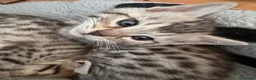 Bengal cats for sale: All bengals reserved - savannah babies available  - Advert 3