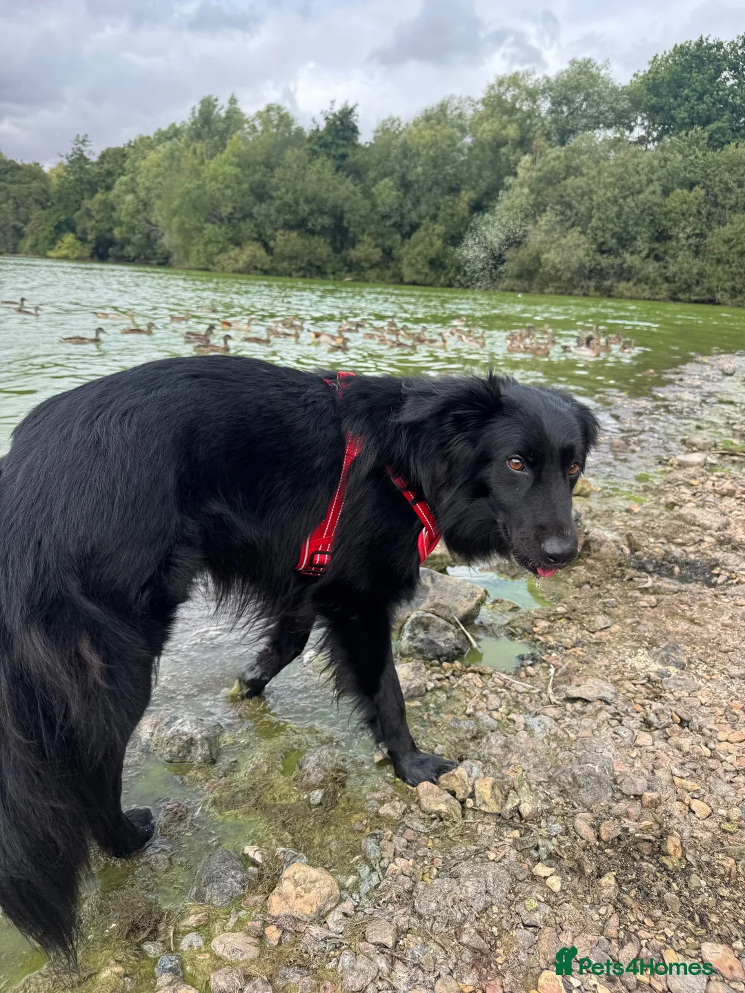 Mixed Breed dogs for sale: Border collie x German Shepard  - Advert 7