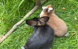 Mixed Breed rabbits for sale: Rex-lop cross bunnies only 3 left - Image 7