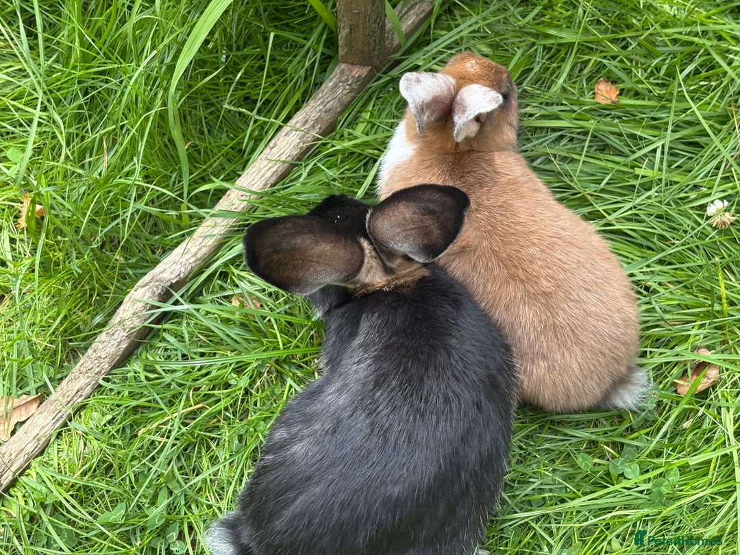 Mixed Breed rabbits for sale: Rex-lop cross bunnies only 3 left - Image 7