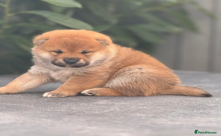 Japanese Shiba Inu dogs - Advert 1