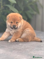 Japanese Shiba Inu dogs - Advert 4