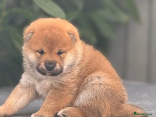 Japanese Shiba Inu dogs - Advert 1