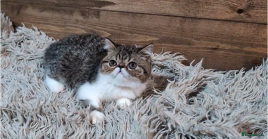 Persian cats - Advert 4