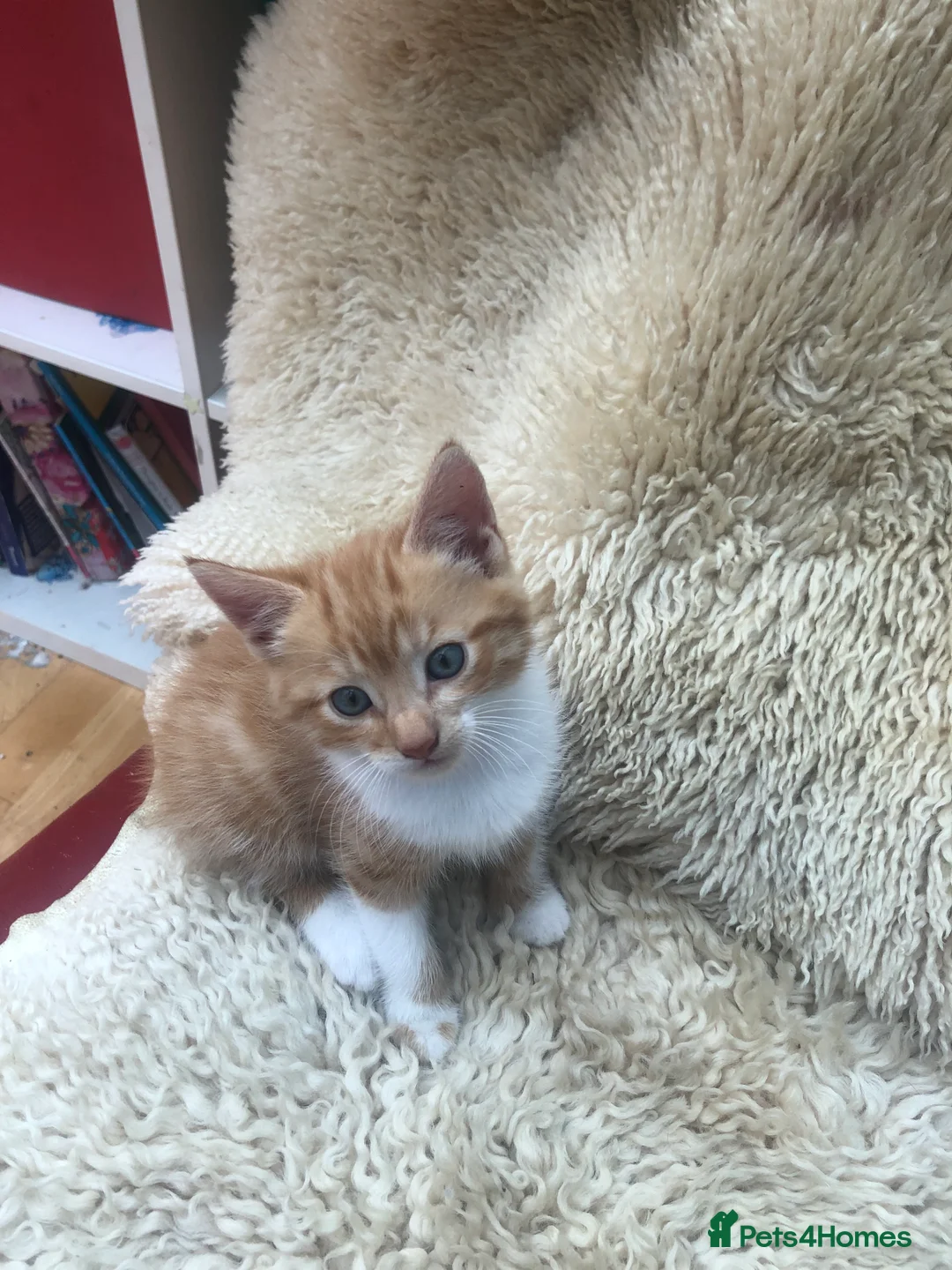 Mixed Breed cats for sale: Gorgeous ginger kittens - Advert 16