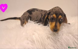 Miniature Dachshund dogs for sale: KC Daxi's health tested parents.READY - Image 28