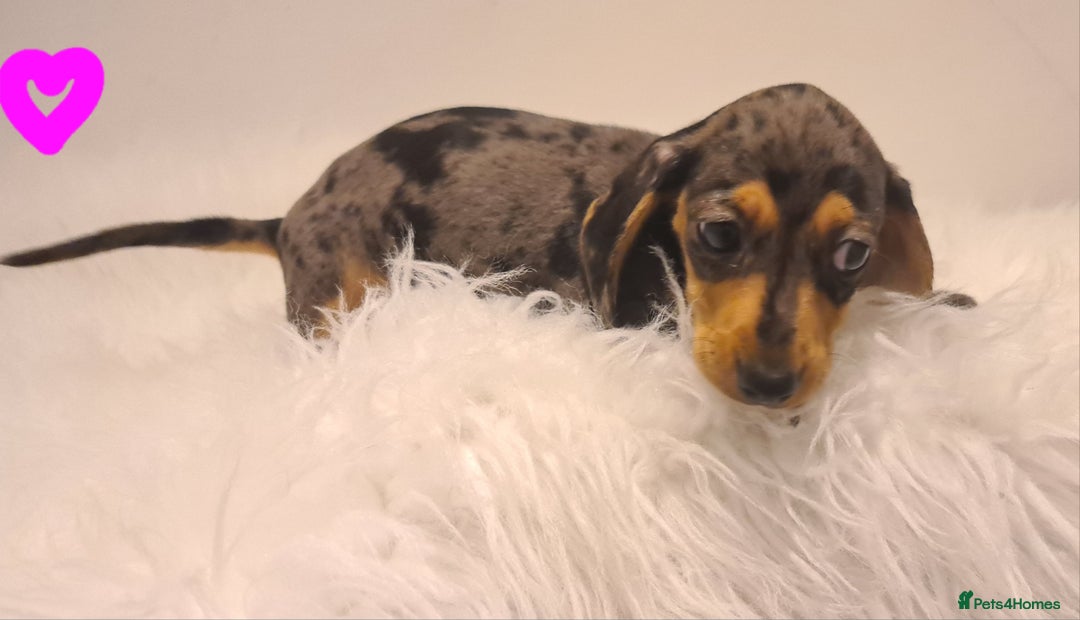 Miniature Dachshund dogs for sale: KC Daxi's health tested parents.READY - Image 28