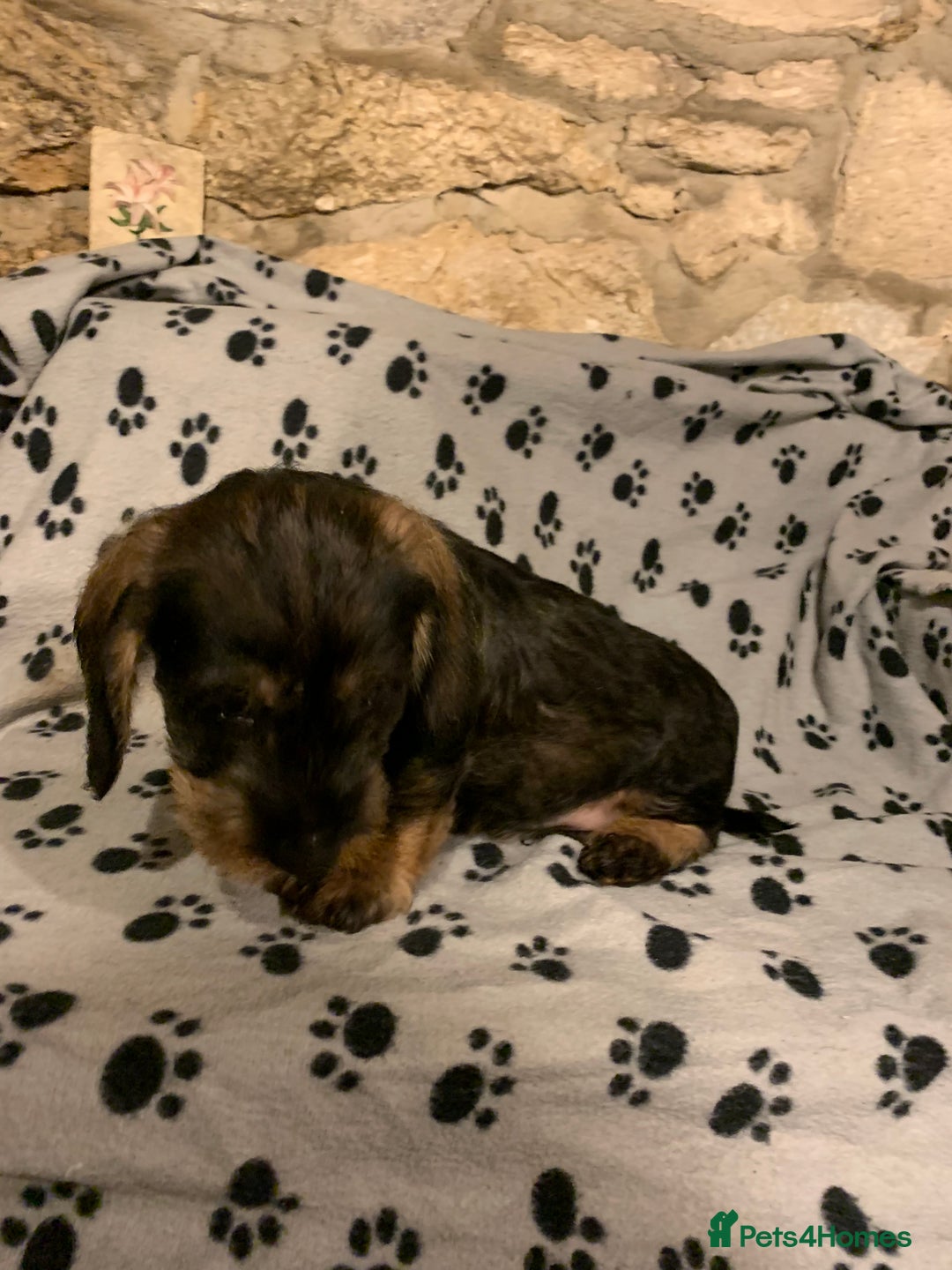 Dachshund dogs for sale: Standard wirehaired dachshund  - Advert 29