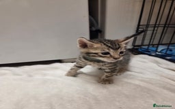 Bengal cats for sale: Beautiful 1/2 bengal kittens - Image 7