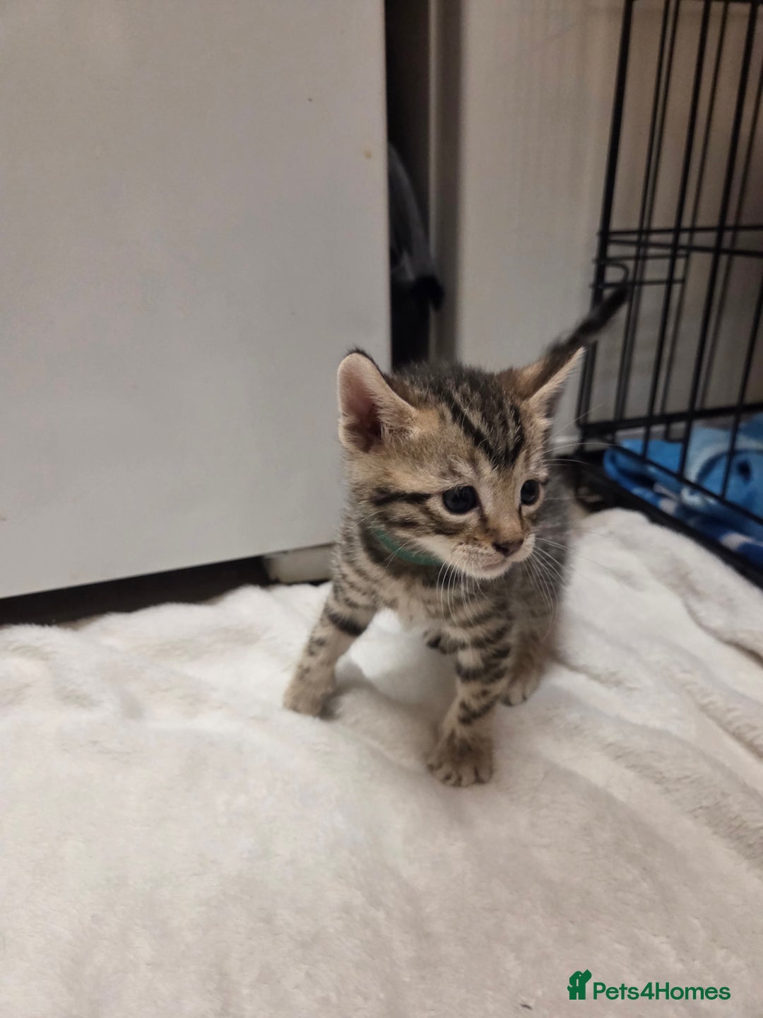 Bengal cats for sale: Beautiful 1/2 bengal kittens - Image 7