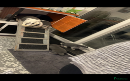 French Lop rabbits for sale: Giant French lop rabbits  - Image 15