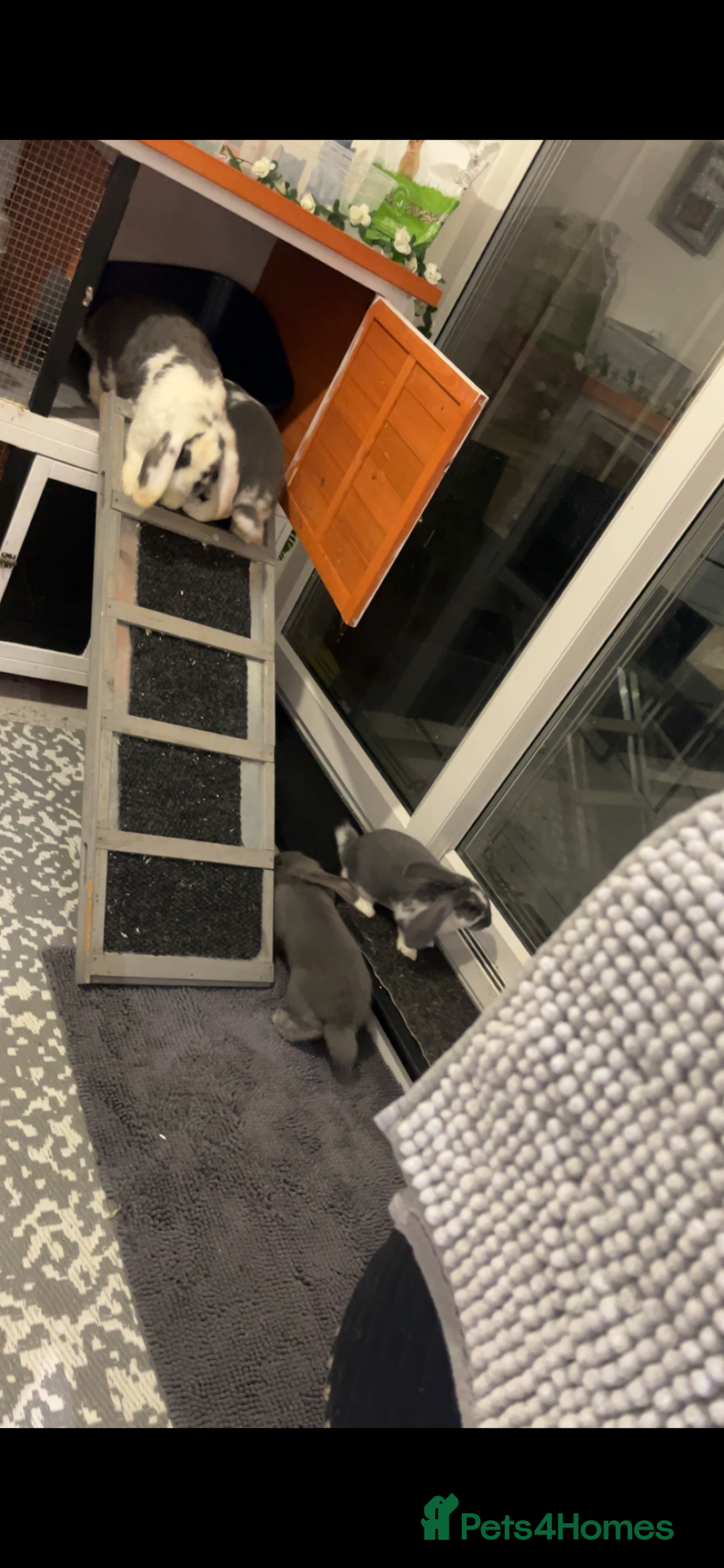 French Lop rabbits for sale: Giant French lop rabbits  - Image 15