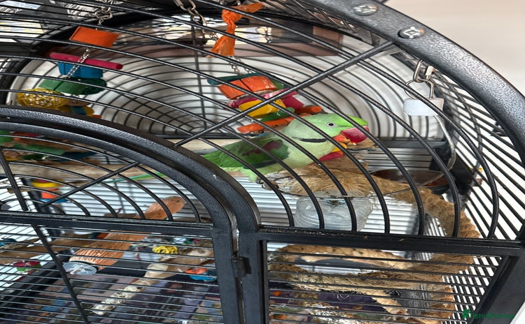 Parrots birds - Advert 4
