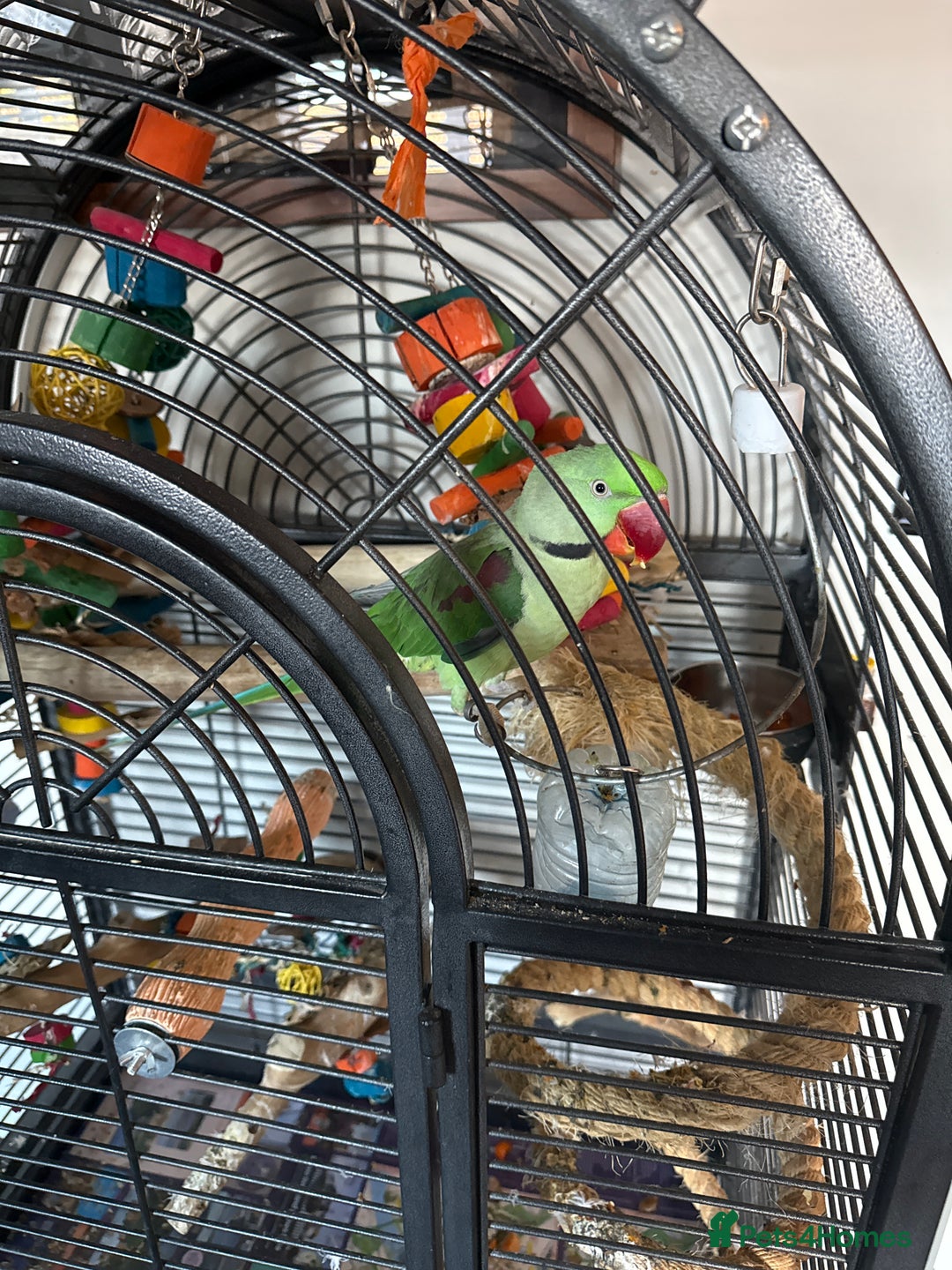 Parrots birds for sale: alexandrine parrot - Image 1